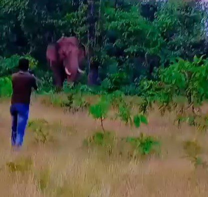 Tragic Selfie Incident: Labourer Killed by Wild Elephant in Maharashtra