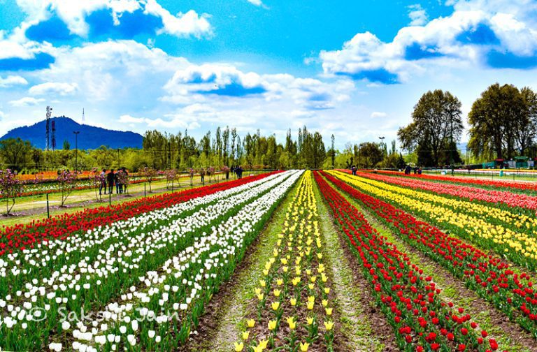 Srinagar’s Tulip Garden Set to Bloom with 1.7 Million Tulips
