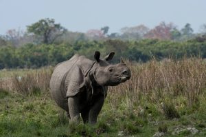 Rhino population in west bengal surges