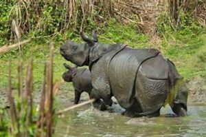 Rhino population in west bengal surges