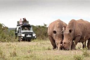 Rhino population in west bengal surges