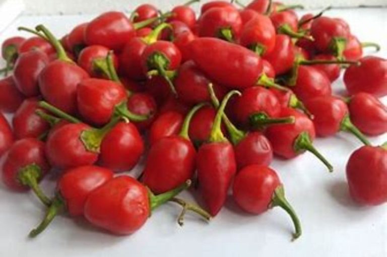 India’s Unstoppable Triumph: 15,000 KG of GI-Tagged Dalle Chilly Exported from Sikkim to Solomon Islands
