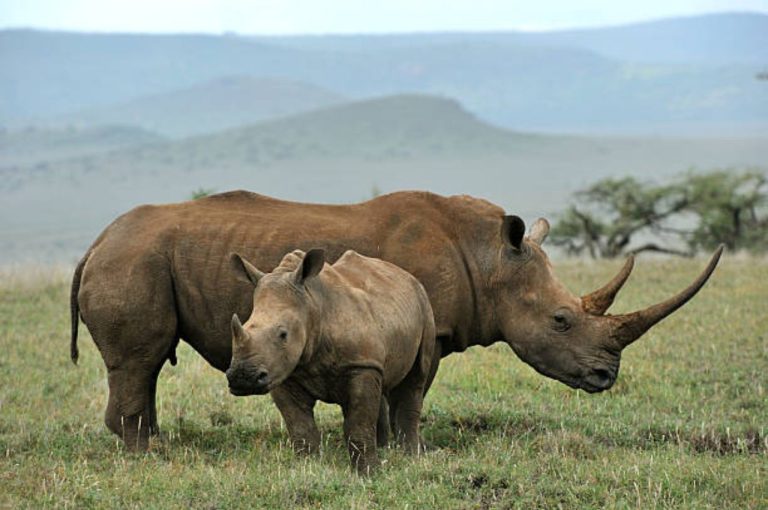 Rhino Population in West Bengal Surges: 5 Powerful Insights on Conservation Success