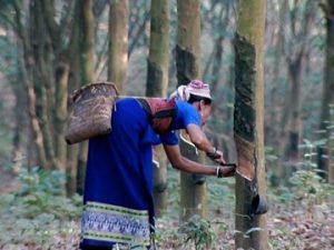 Rubber plantation in tripura