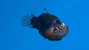 From Anglerfish to Goblin Sharks: Why Deep-Sea Creatures Are Surfacing