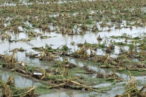 Agricultural losses due to thunderstorm in west bengal