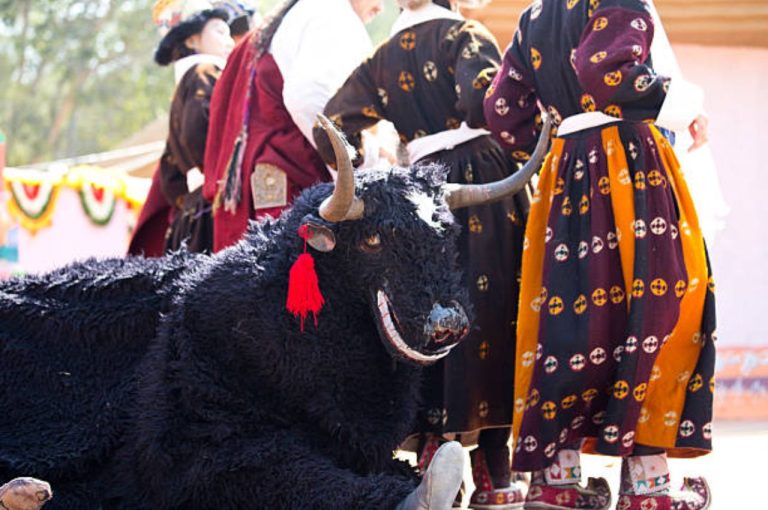 Grand Yak Festival Thakum is a Spectacular Must-Visit Cultural Wonder in 2025 – Top 10 Reasons