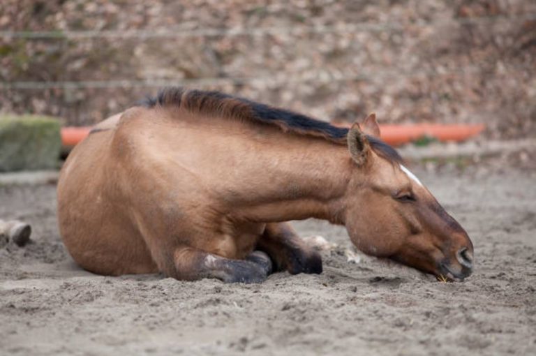 FIR Filed After Abandoned Mare Dies of Injuries in Kolkata: Animal Rights Groups Demand Action