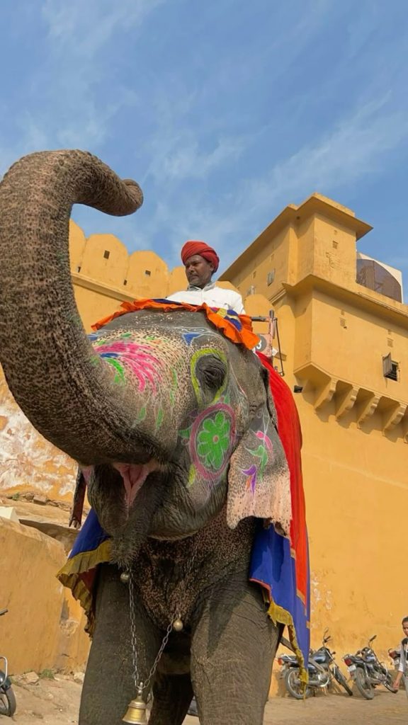 Rajasthan villagers save animals: 690 locals show incredible compassion during extreme heat