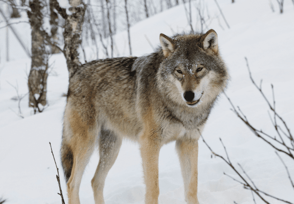 Rare and Remarkable Moments: Indian Grey Wolf Sighting in Delhi Sparks Ecological Buzz After 80 Years