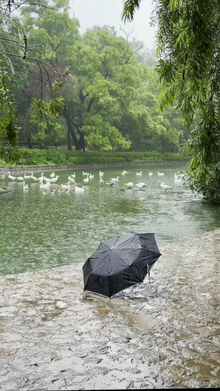 5 powerful impacts of rainfall, thunderstorms, and gusty winds on delhi-ncr after dust storms