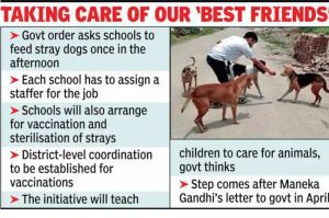 Bengal Schools Care for Strays
