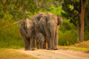Bring Elephants Back to Bengal