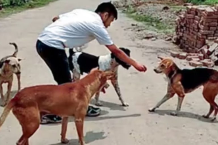Bengal Schools Care for Strays to Teach Empathy: A Lesson in Compassion
