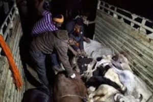 Cow Slaughter Ban in Tripura