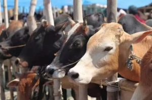 Cow Slaughter Ban in Tripura