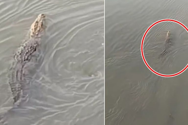 Shocking! Crocodile Spotted in Hooghly River: 7 Urgent Safety Measures Launched by Authorities