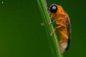 New Firefly Species Discovered in Bengal