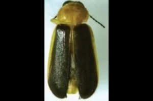 New Firefly Species Discovered in Bengal