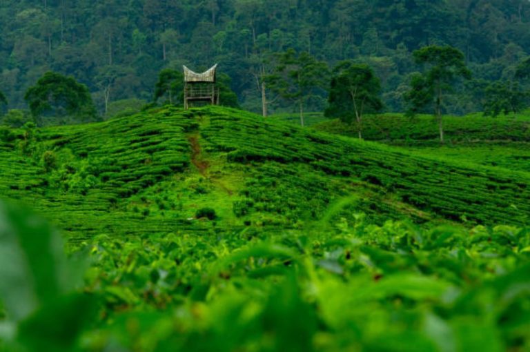 Centre Brings Tea Under Crop Insurance Scheme: Relief for 1.5 Lakh Small Growers Across India