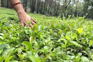 Tea Under Crop Insurance Scheme