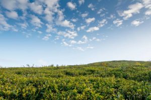 Tea Under Crop Insurance Scheme