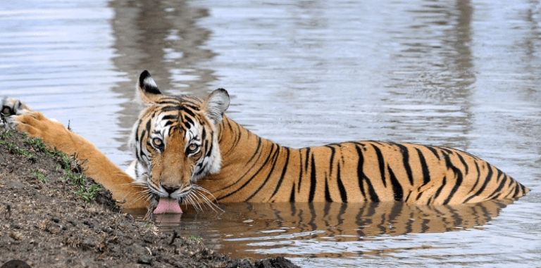 7 Heartbreaking Revelations: Karnataka Tigress and Four Cubs Found Dead—Suspected Poisoning Shocks Wildlife Community