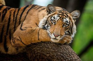 Tiger Day 2025