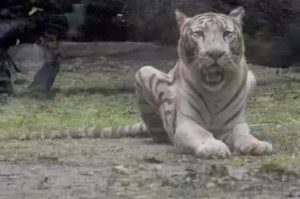 Captivity Taking a Toll