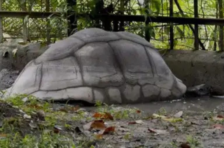 Captivity Taking a Toll: Study Flags Alarming Health Issues in Alipore Zoo Animals