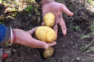 Potato Distress Sales in Bengal