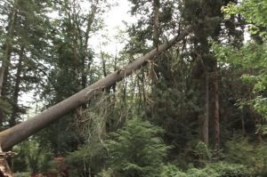 Two Workers Killed in Tree Collapse at Howrah