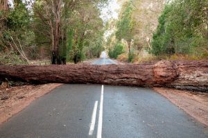 Two Workers Killed in Tree Collapse at Howrah