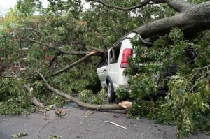 Two Workers Killed in Tree Collapse at Howrah