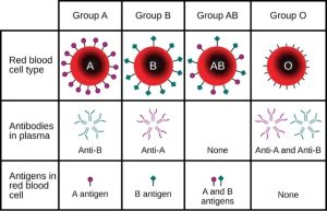 Blood group could trigger an early stroke