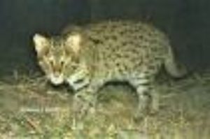 Fishing Cat Makes Rare Debut