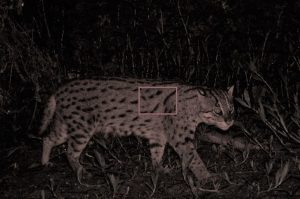 Fishing Cat Makes Rare Debut
