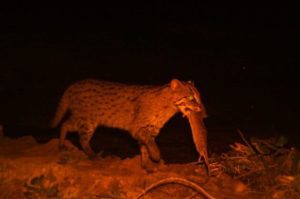 Fishing Cat Makes Rare Debut