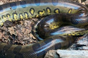 Two Green Anacondas Begin