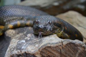 Two Green Anacondas Begin