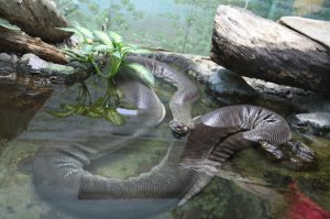 Two Green Anacondas Begin