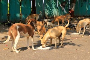 SC Order on Stray Dog Management