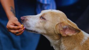 Delhi Dog Verdict