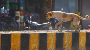 in dog divider