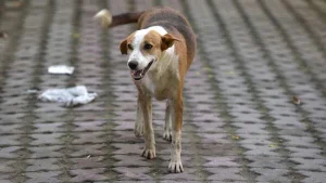 Supreme Court Stray Dog Order
