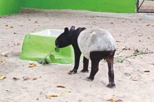 Alipore Zoo Under Scrutiny