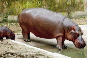 Alipore Zoo Under Scrutiny