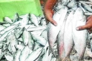 Bangladesh Hilsa Export