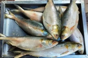 Bangladesh Hilsa Export