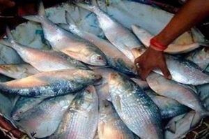 Bangladesh Hilsa Export
